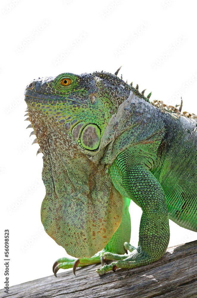 Fototapeta premium Green Iguana isolated