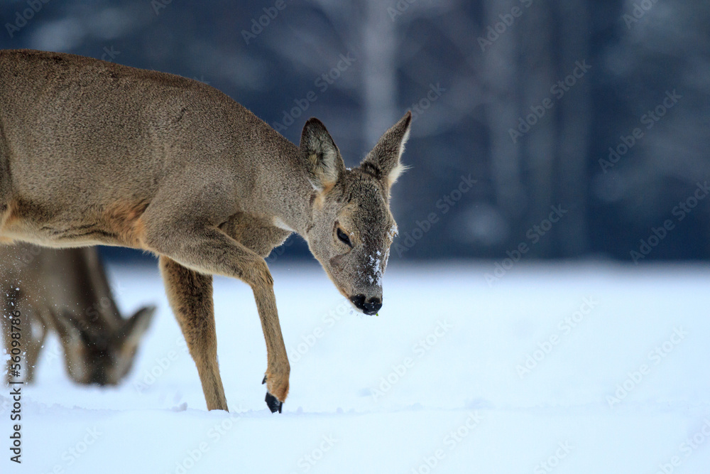 Fototapeta premium roe