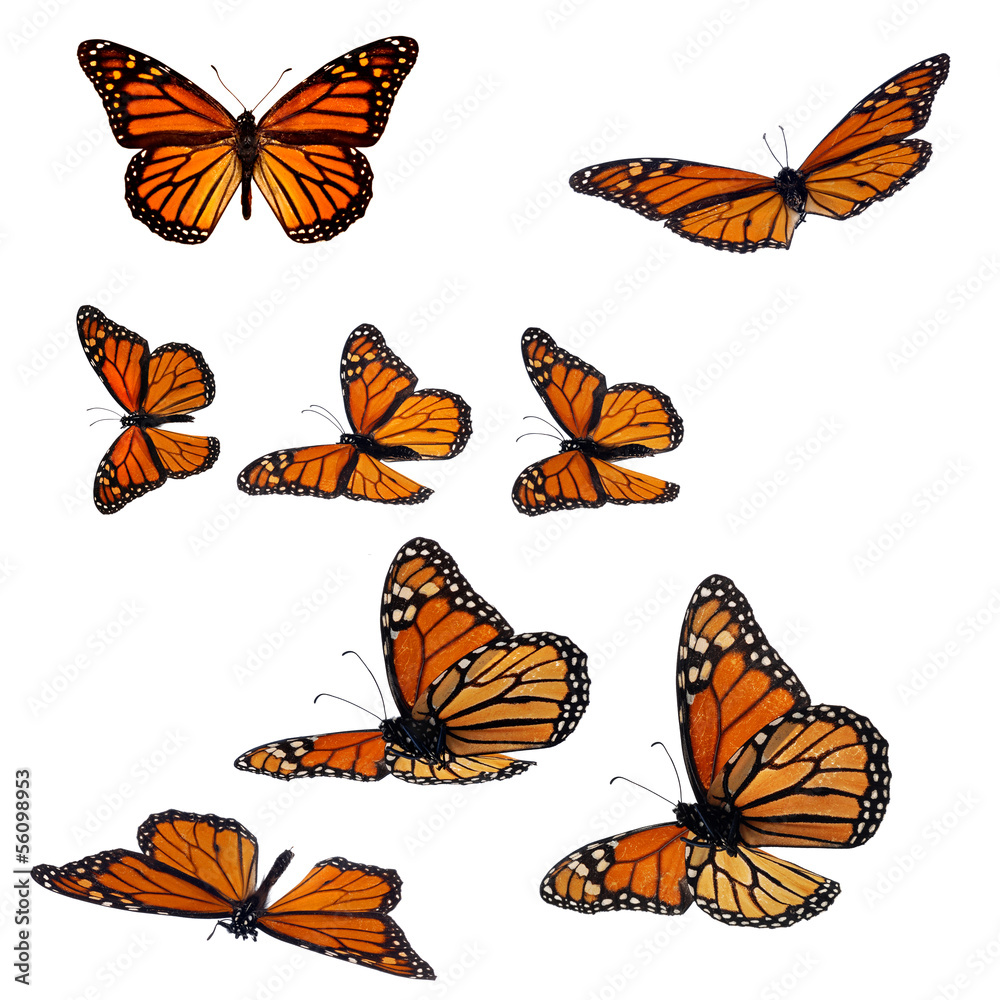 Fototapeta premium Collection of monarch butterflies