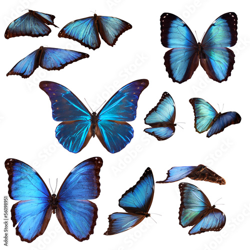 Collection of blue morpho butterflies photo