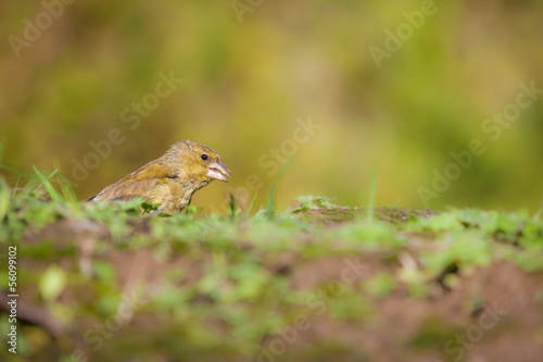European Greenfinch © denboma