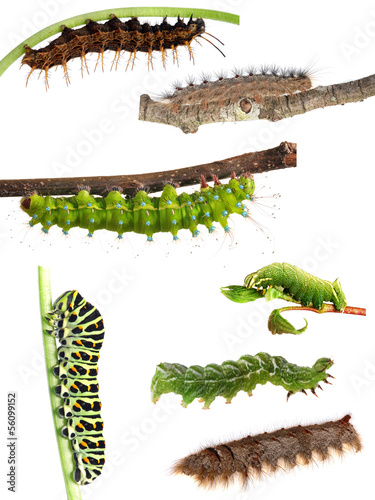 Collection of caterpillars from butterflies and moths
