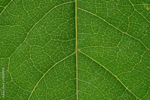 Green leaf vascualr system
