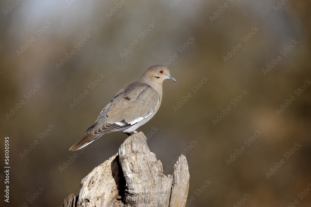 White-winged dove, Zenaida asiatica White-winged dove, Zenaida asiatica