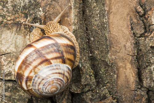 Snail on tree bark