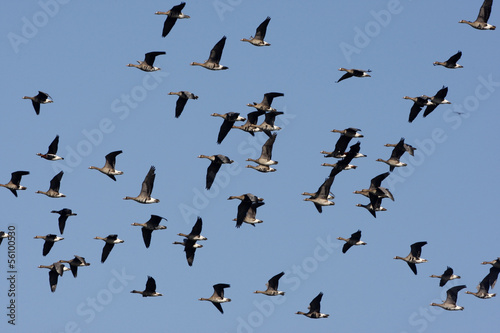 White fronted goose, Anser albifrons