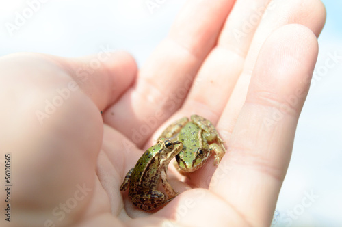 frog © TSpider