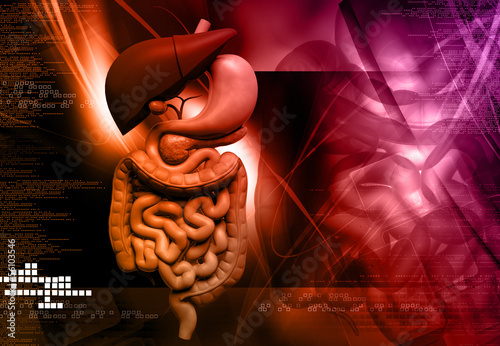 Foto human digestive system