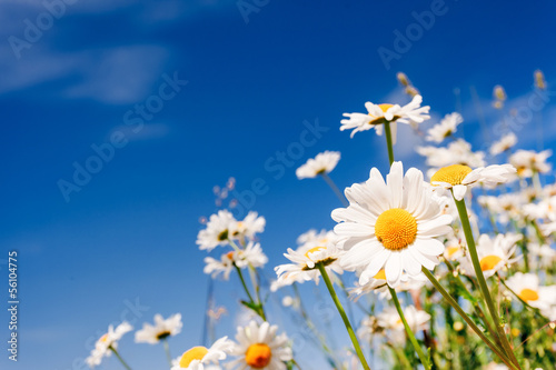 Fototapeta Naklejka Na Ścianę i Meble -  flower