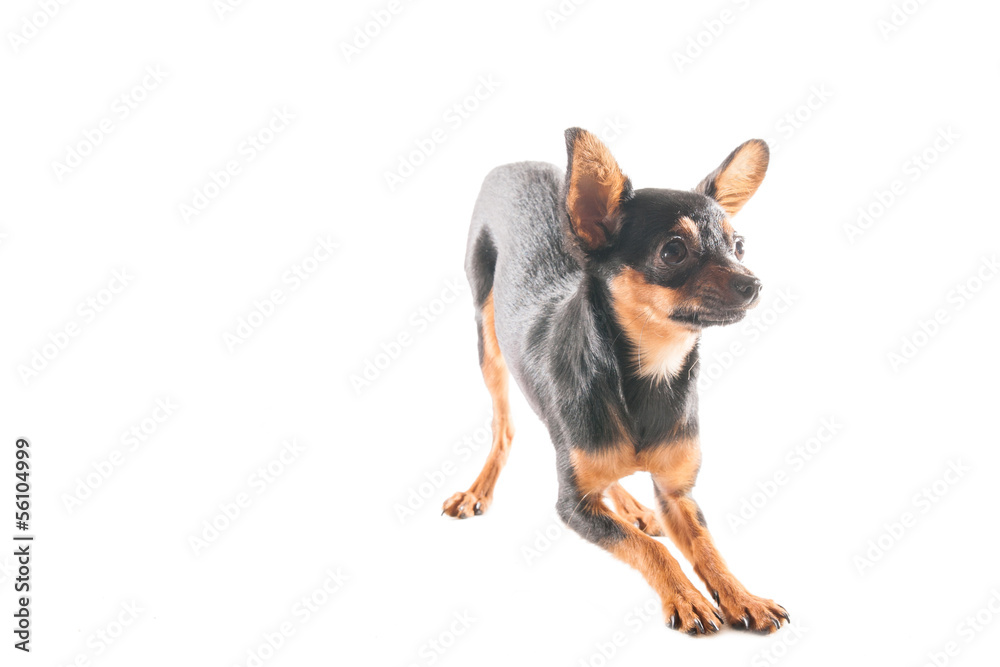Miniature Chihuahua in front of a white background Miniature Chihuahua in front of a white background