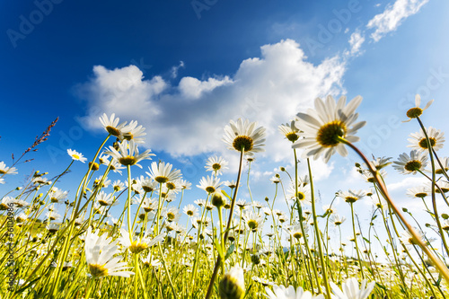 Fototapeta Naklejka Na Ścianę i Meble -  flower