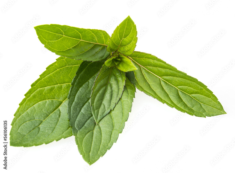 leaves of mint leaves of mint
