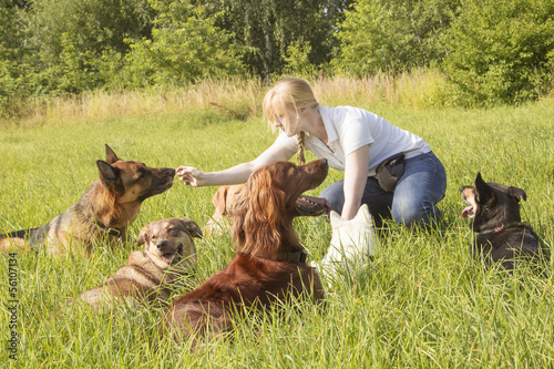 Dog trainer feeding dog photo