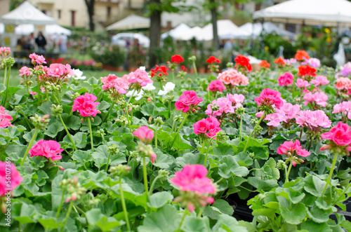 Pink flowers carpet in a local fair © tixxio