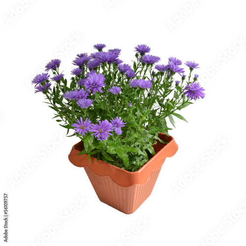 Fototapeta Naklejka Na Ścianę i Meble -  Lila Astern im Blumentopf