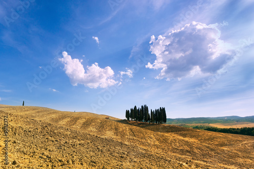 Group of Cypress Trees on Hill