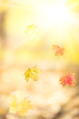 Falling autumn maple leaves