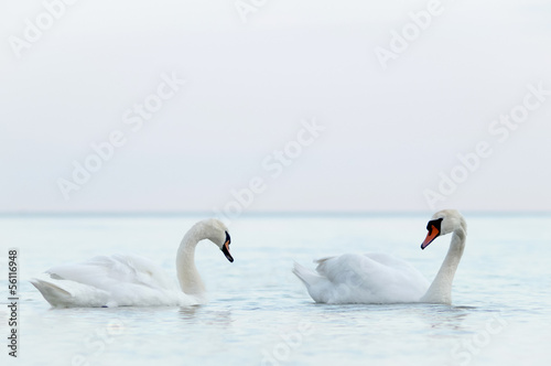 Mute swan couple