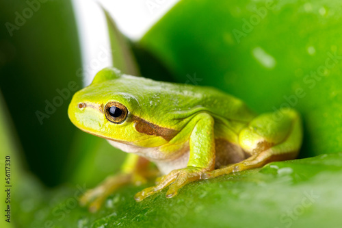 Green tree frog on the leaf close up photo