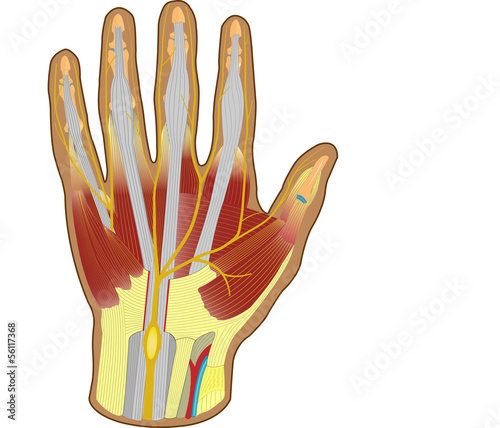 Carpal Tunnel Syndrom