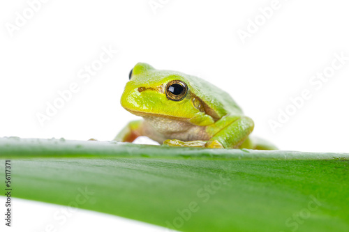 Green tree frog on the leaf close up