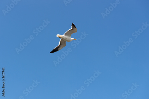 Flying Larus