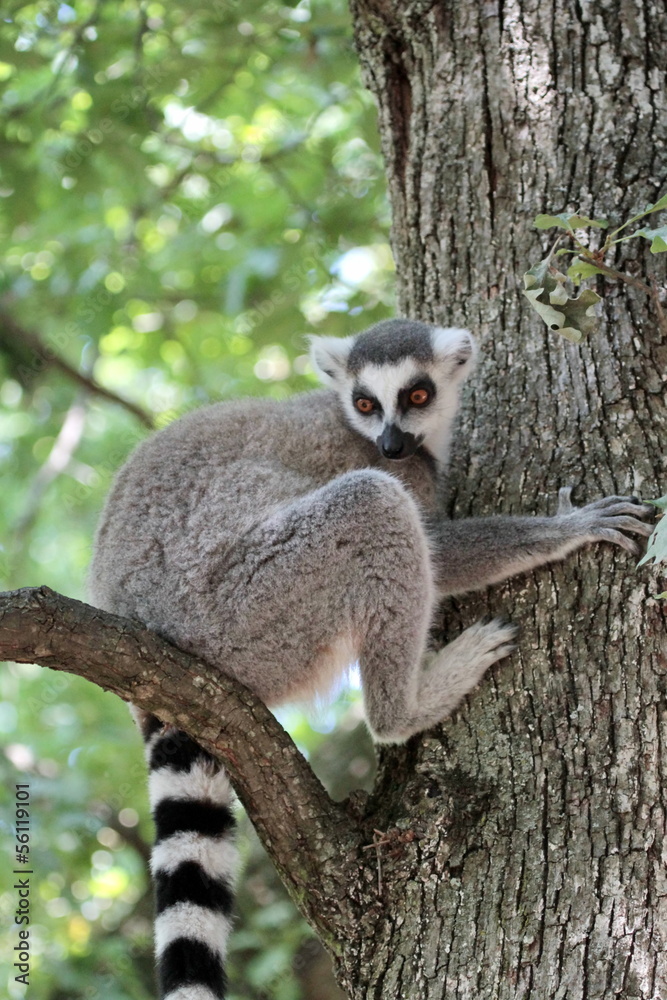 Lemur catta (maki) of Madagascar