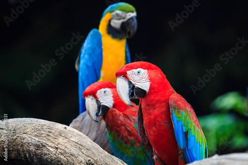 Blue-and-red macaw © tiverylucky