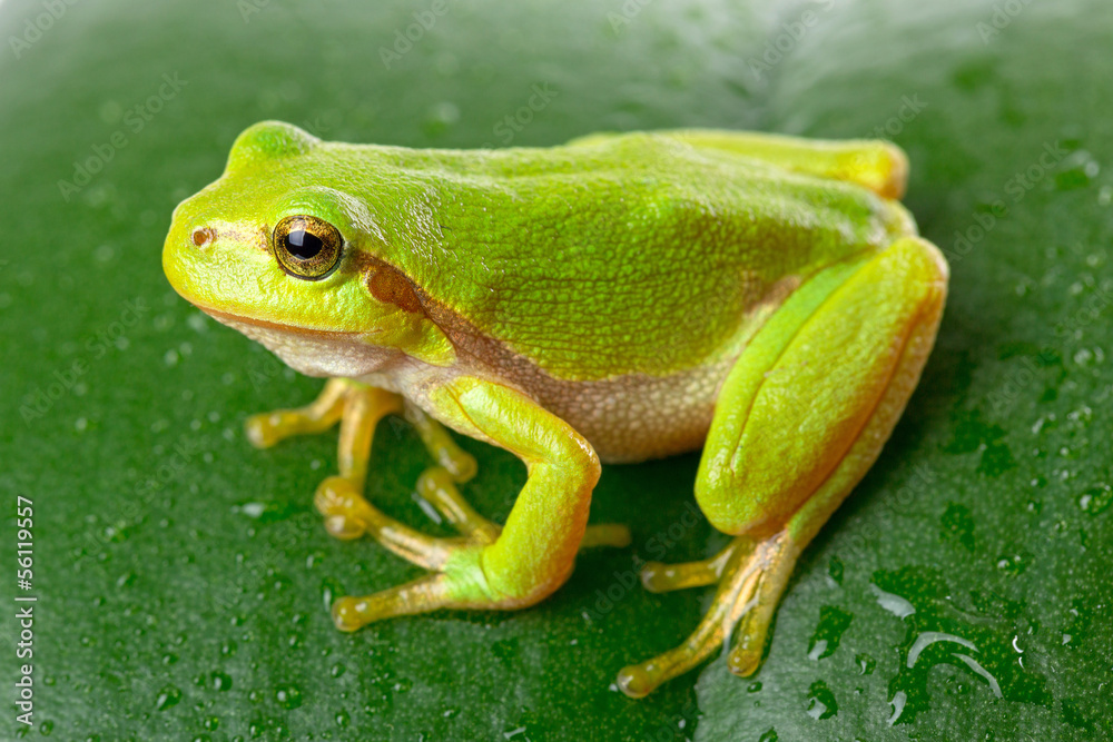 Obraz premium Green tree frog on the leaf close up