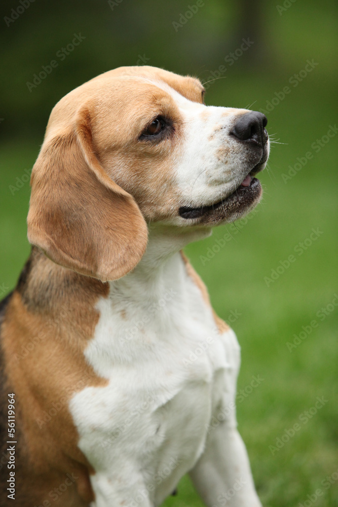 Nice beagle bitch sitting