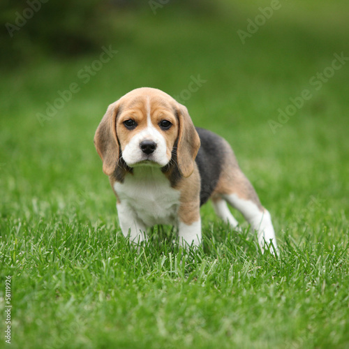 Obraz na plátně Gorgeous beagle puppy in the garden