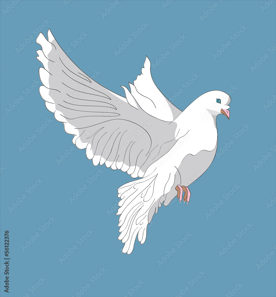 Fototapeta premium Fluing pigeon
