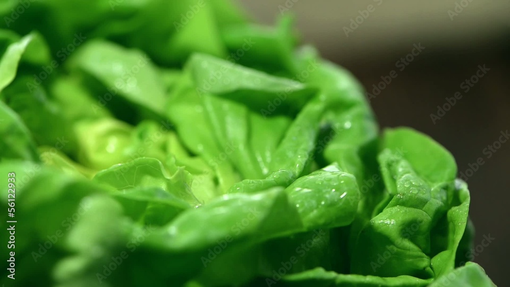 Rotating Lettuce Rotating Lettuce
