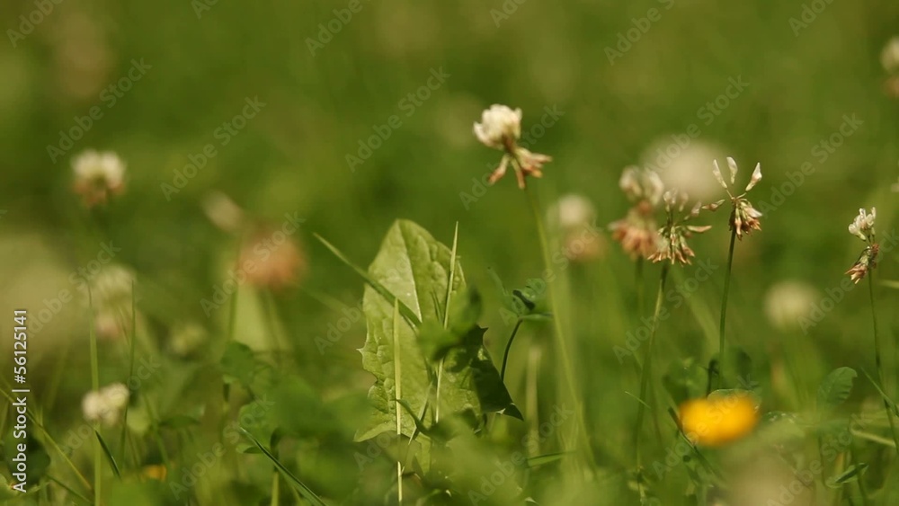 Wiese