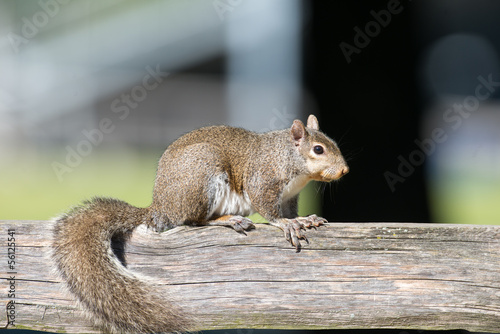 Eastern gray squirrel on a post
