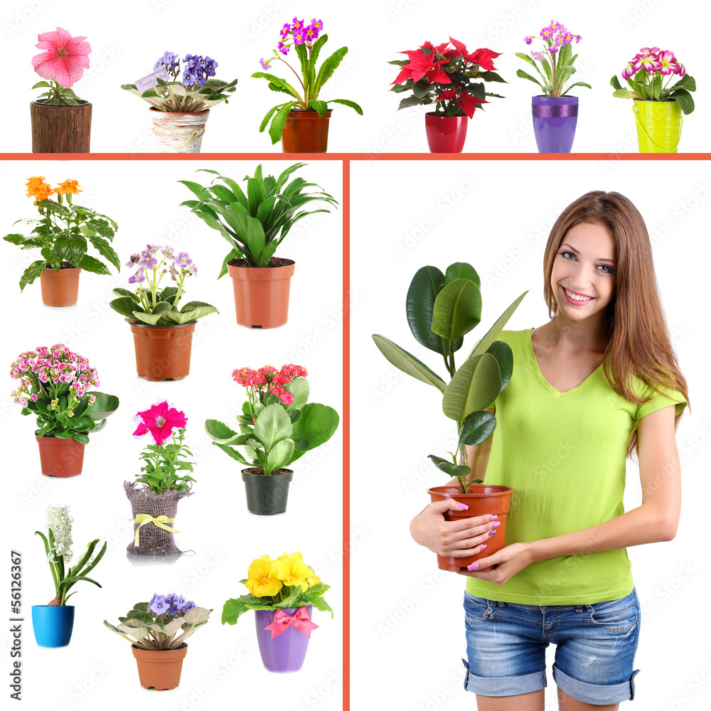 Collage of various flowers in flowerpots Collage of various flowers in flowerpots