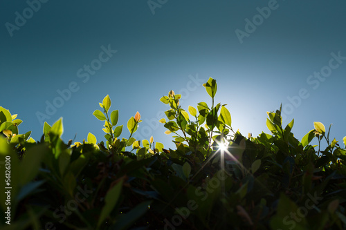 Green leaves against sky