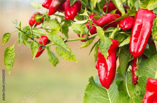 Red pepper © Farmer