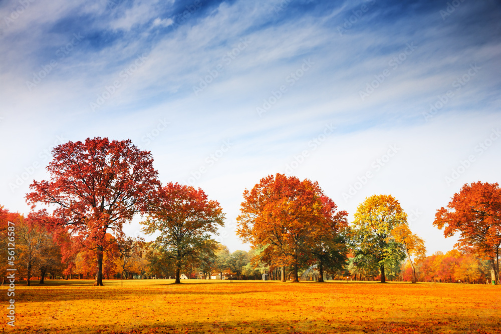 Naklejka premium Autumn trees landscape, fall season