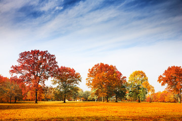 Fototapete Jahreszeiten Herbstbäume in farbenfroher Landschaft  © logoboom