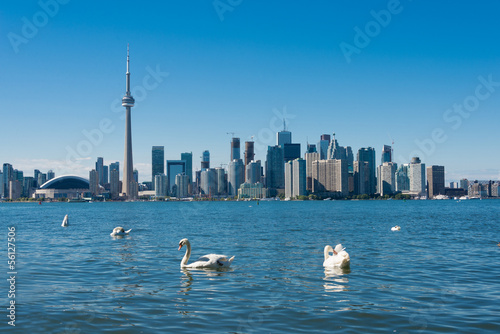 Toronto skyline with swans