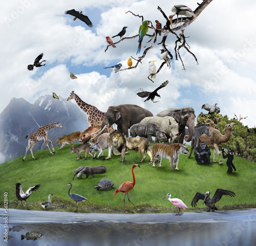 A Collage Of Wild Animals And Birds