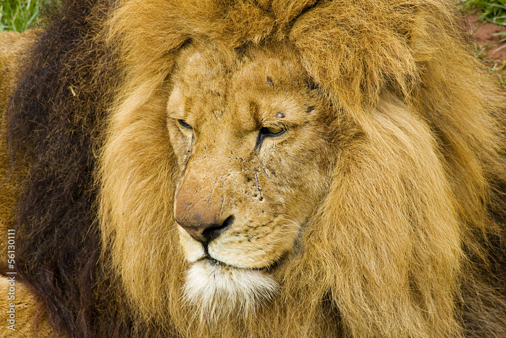 Fototapeta premium lion big cat