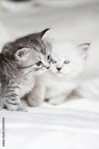 puppies of siberian cat at one month