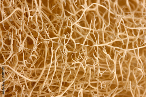 loofah background