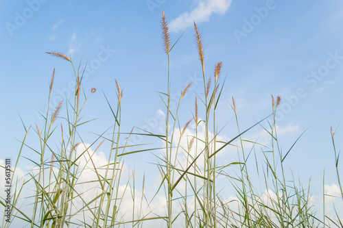 grass with the sky and cloud