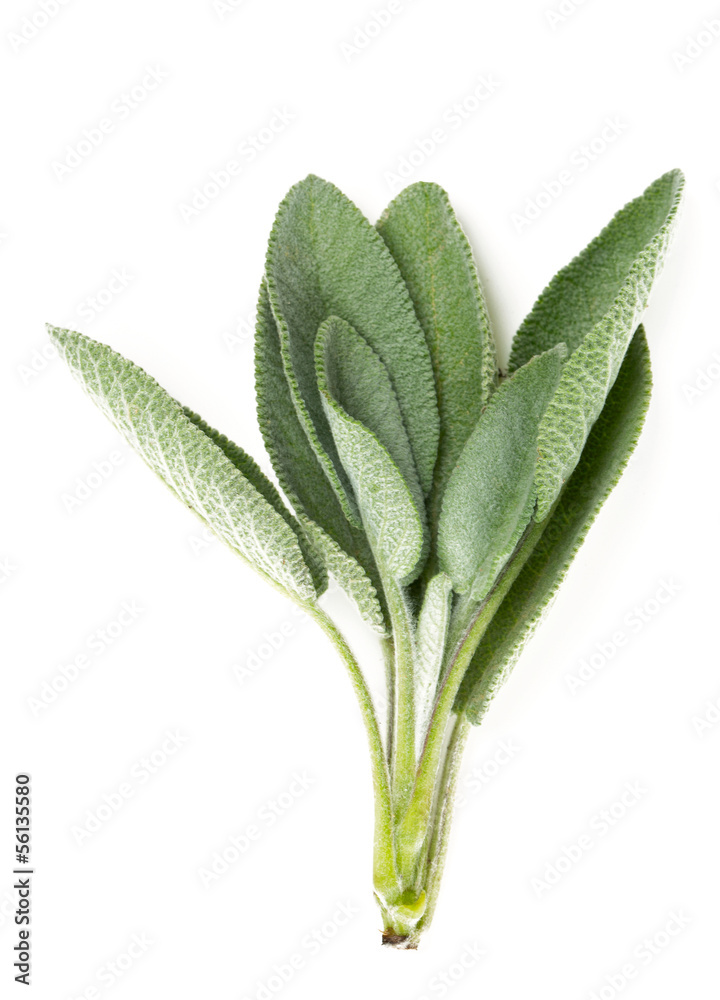 sage isolated on white sage isolated on white