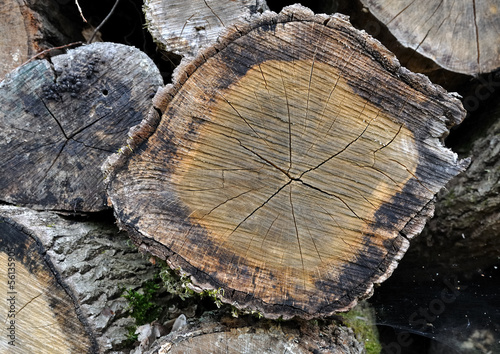 coupe d'un arbre