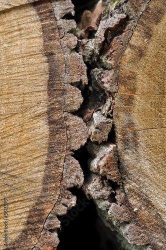 écorce d'arbres coupés