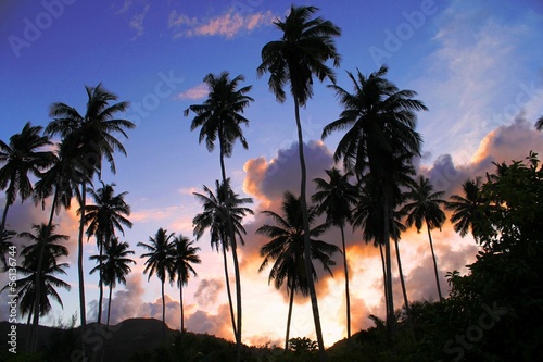 cocotiers coucher de soleil © NCAimages